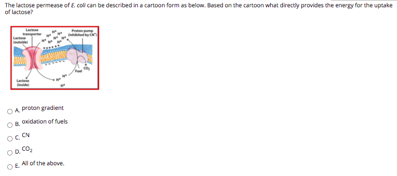 The lactose permease of E. coli can be described in a cartoon form as below. Based on the cartoon what directly provides the energy for the uptake
of lactose?
Lactose
transporter
Lactose
(outside)
Proton pump
(inhibited by CN
Fuel
co
Lactose
(inside
A. proton gradient
B. oxidation of fuels
OC CN
O D. CO,
All of the above.
E.
