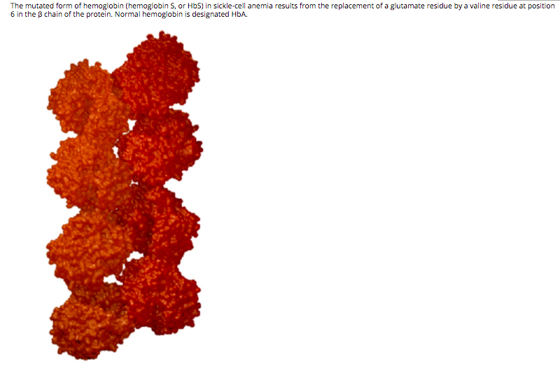 The mutated form of hemoglobin (hemoglobin S, or HbS) in sickle-cell anemia results from the replacement of a glutamate residue by a valine residue at position
6 in the B chain of the protein. Normal hemoglobin is designated HbA.
