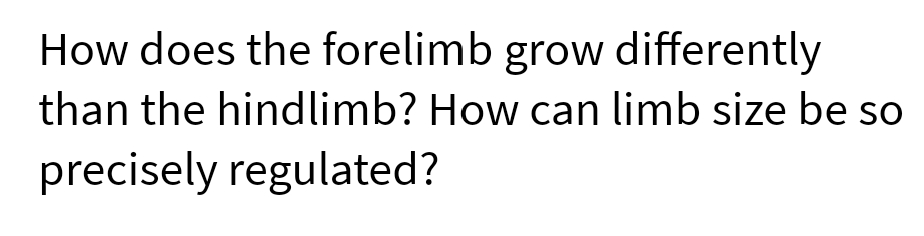 How does the forelimb grow differently
than the hindlimb? How can limb size be so
precisely regulated?
