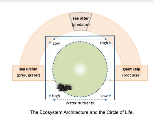 sea otter
(predator)
Low
High4
sea urchin
giant kelp
(prey, grazer)
(producer)
High
Low
Water Nutrients
The Ecosystem Architecture and the Circle of Life.
