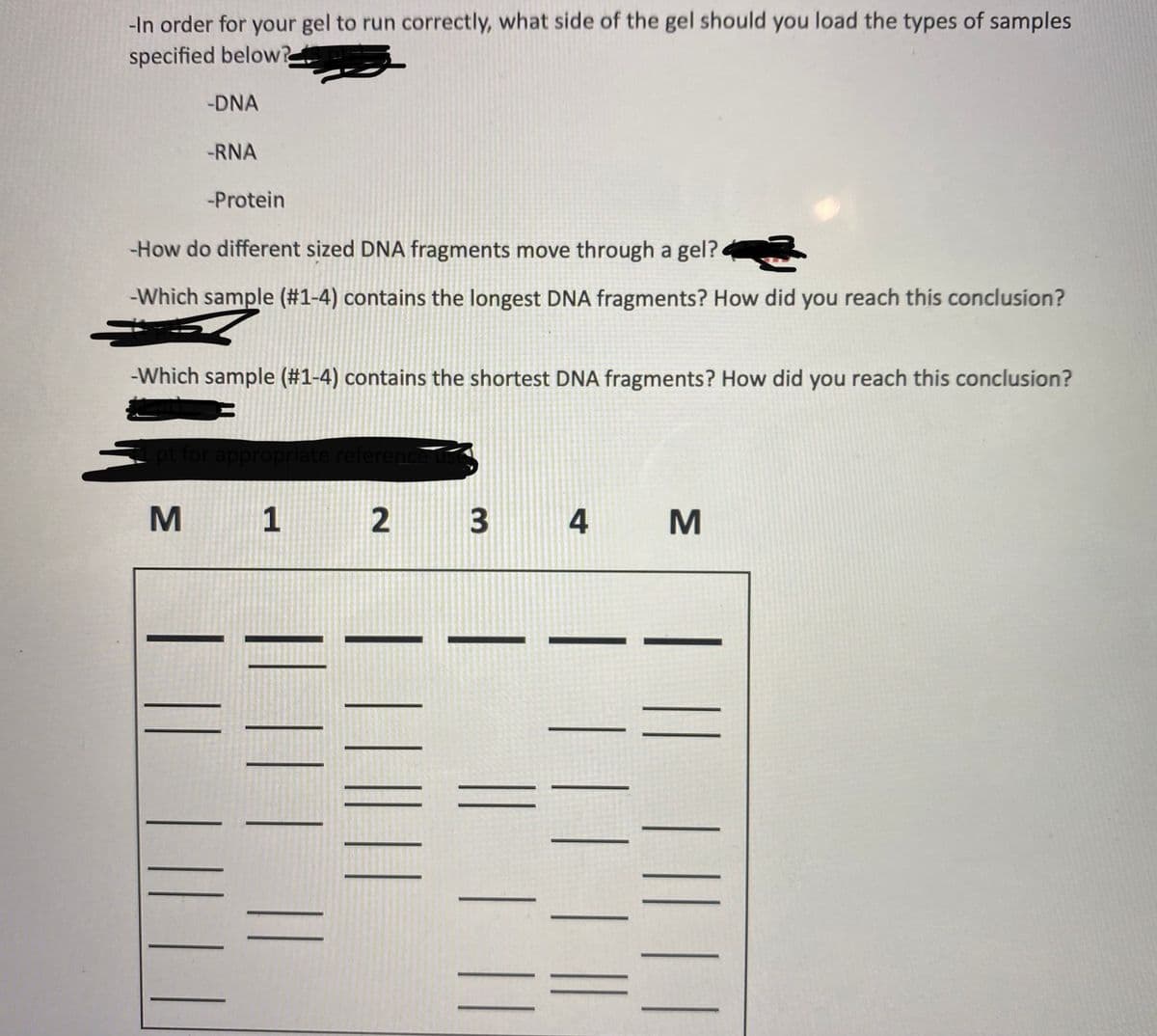 -In order for your gel to run correctly, what side of the gel should you load the types of samples
specified below?
-DNA
-RNA
-Protein
-How do different sized DNA fragments move through a gel?
-Which sample (#1-4) contains the longest DNA fragments? How did you reach this conclusion?
-Which sample (#1-4) contains the shortest DNA fragments? How did you reach this conclusion?
priate reference use
м 1
4
T || ||
| || ||
|| ||
| || |
