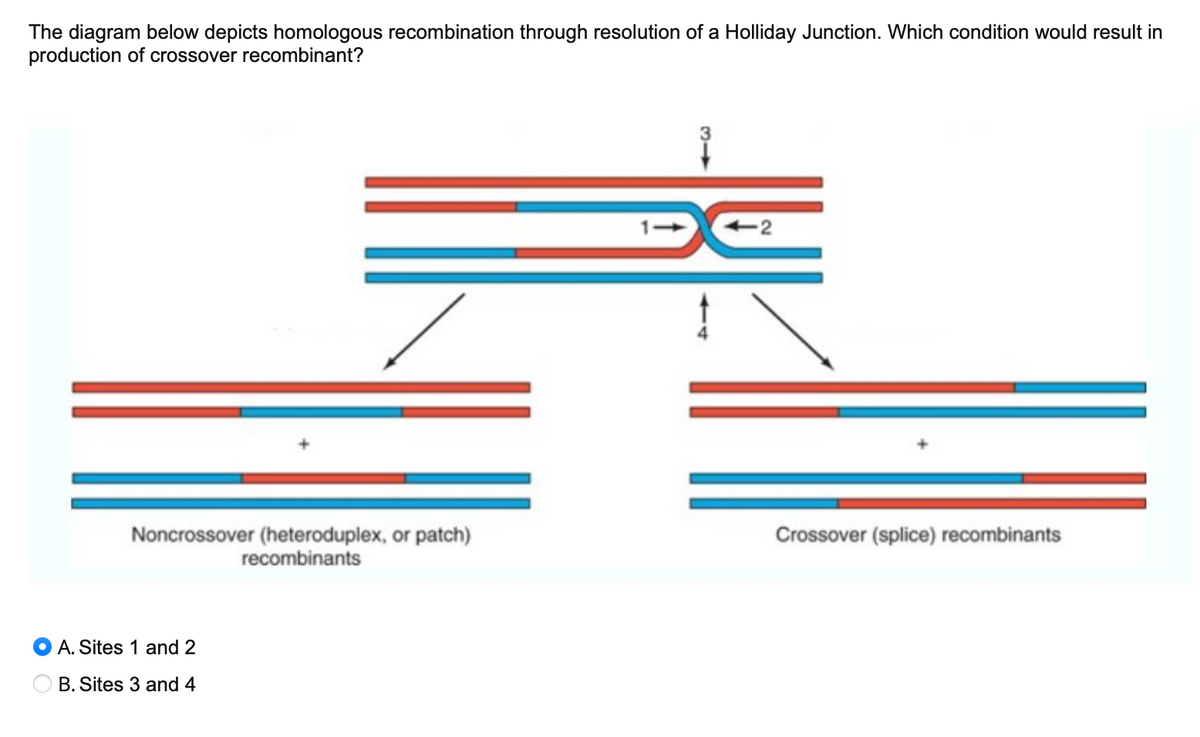 The diagram below depicts homologous recombination through resolution of a Holliday Junction. Which condition would result in
production of crossover recombinant?
Noncrossover (heteroduplex, or patch)
recombinants
A. Sites 1 and 2
B. Sites 3 and 4
-2
Crossover (splice) recombinants