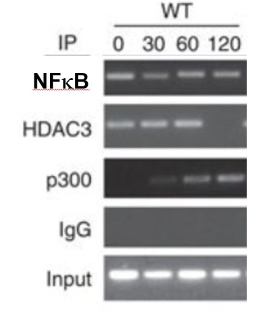 IP
NFkB
HDAC3
p300
IgG
Input
WT
0 30 60 120