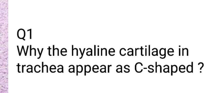 Q1
Why the hyaline cartilage in
trachea appear as C-shaped ?
