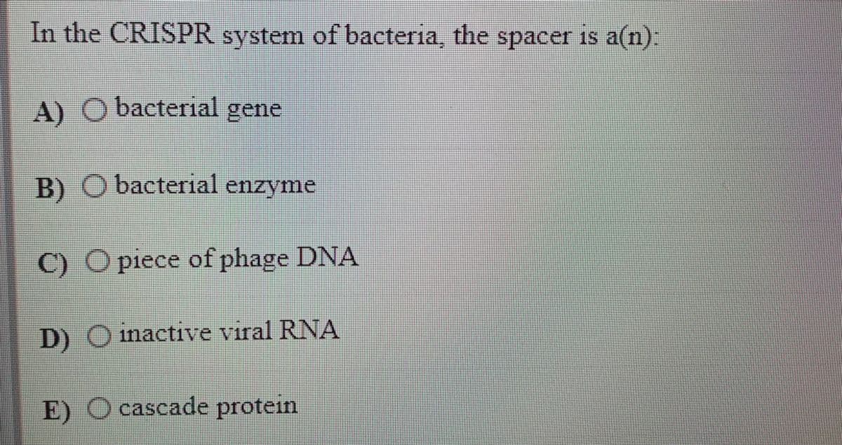 In the CRISPR system of bacteria, the spacer is a(n):
A) O bacterial gene
B) O bacterial enzyme
C) O piece of phage DNA
D) O inactive viral RNA
E) O cascade protein
