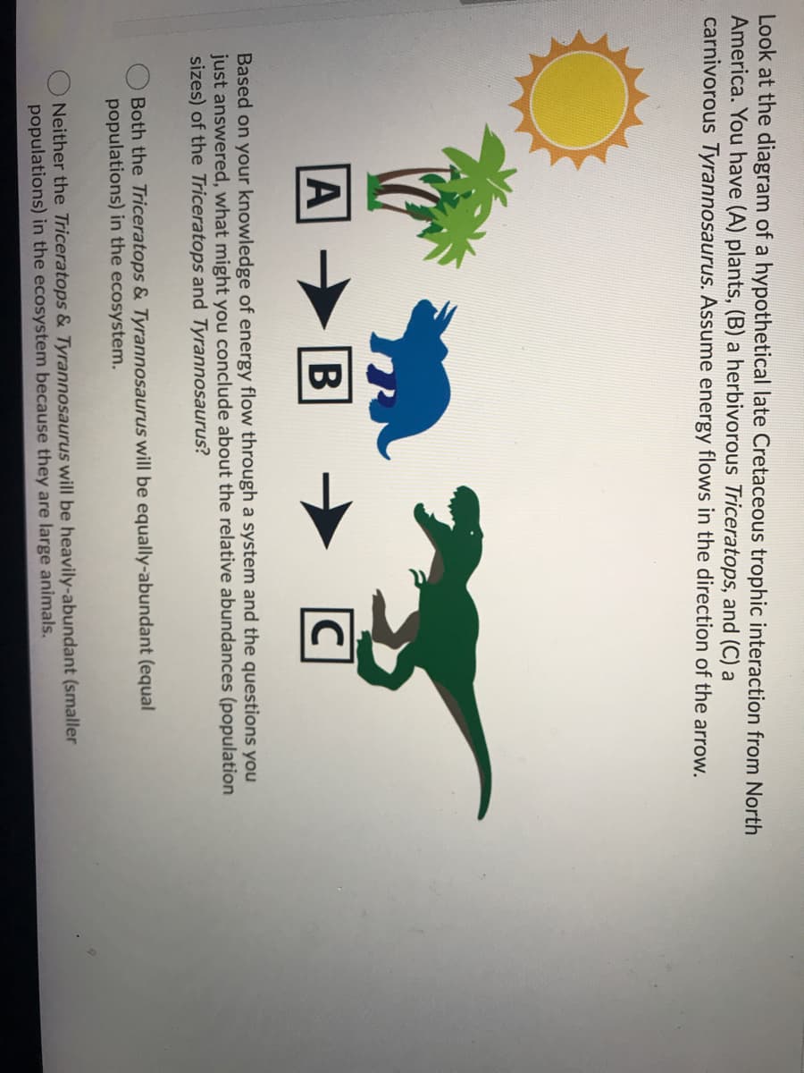 Look at the diagram of a hypothetical late Cretaceous trophic interaction from North
America. You have (A) plants, (B) a herbivorous Triceratops, and (C) a
carnivorous Tyrannosaurus. Assume energy flows in the direction of the arrow.
A
В
C
Based on your knowledge of energy flow through a system and the questions you
just answered, what might you conclude about the relative abundances (population
sizes) of the Triceratops and Tyrannosaurus?
Both the Triceratops & Tyrannosaurus will be equally-abundant (equal
populations) in the ecosystem.
Neither the Triceratops & Tyrannosaurus will be heavily-abundant (smaller
populations) in the ecosystem because they are large animals.
