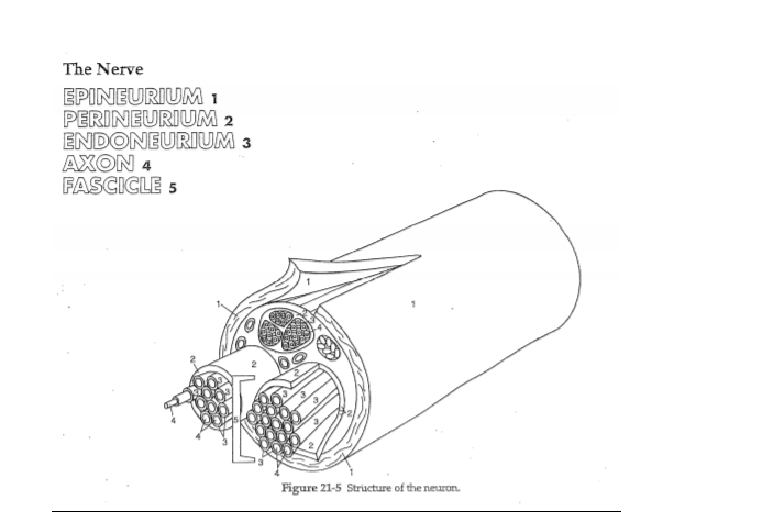 The Nerve
EPINEURIUM 1
PERINEURIUM 2
ENDONEURIUM 3
AXON 4
FASCICLE 5
Figure 21-5 Structure of the neuron.
