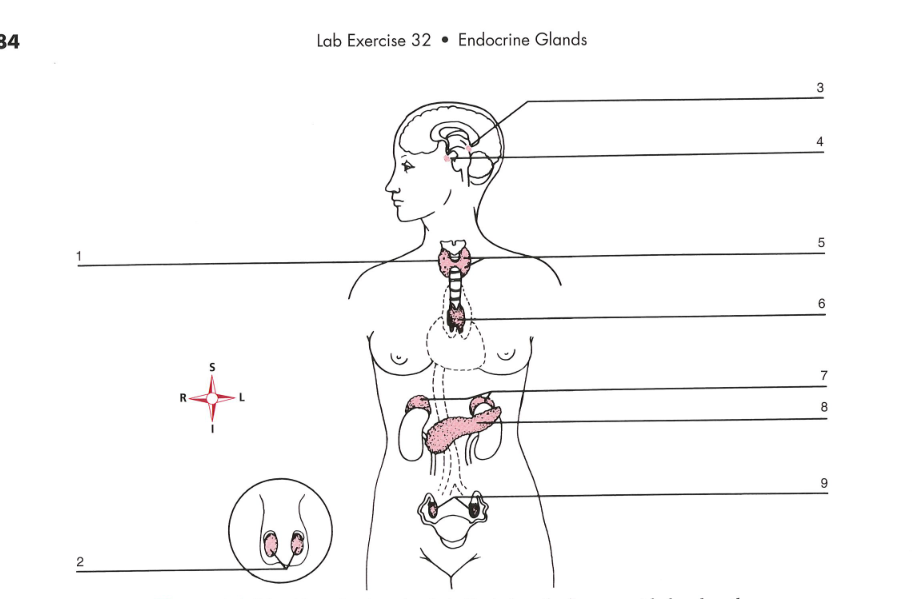 34
Lab Exercise 32 • Endocrine Glands
3
4
6
7
8
2.
