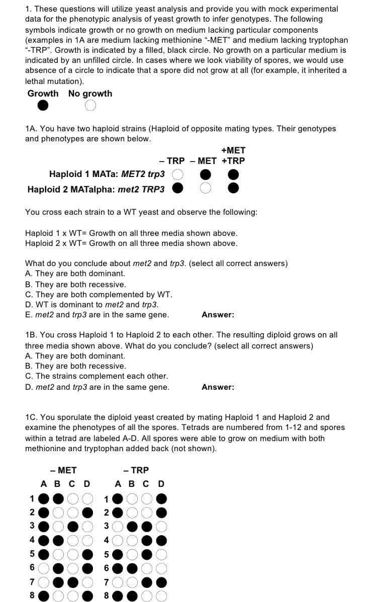 1. These questions will utilize yeast analysis and provide you with mock experimental
data for the phenotypic analysis of yeast growth to infer genotypes. The following
symbols indicate growth or no growth on medium lacking particular components
(examples in 1A are medium lacking methionine "-MET" and medium lacking tryptophan
"-TRP". Growth is indicated by a filled, black circle. No growth on a particular medium is
indicated by an unfilled circle. In cases where we look viability of spores, we would use
absence of a circle to indicate that a spore did not grow at all (for example, it inherited a
lethal mutation).
Growth No growth
1A. You have two haploid strains (Haploid of opposite mating types. Their genotypes
and phenotypes are shown below.
+MET
TRP - MET +TRP
Haploid 1 MATA: MET2 trp3
Haploid 2 MATalpha: met2 TRP3
You cross each strain to a WT yeast and observe the following:
Haploid 1 x WT= Growth on all three media shown above.
Haploid 2 x WT= Growth on all three media shown above.
What do you conclude about met2 and trp3. (select all correct answers)
A. They are both dominant.
B. They are both recessive.
C. They are both complemented by WT.
D. WT is dominant to met2 and trp3.
E. met2 and trp3 are in the same gene.
Answer:
1B. You cross Haploid 1 to Haploid 2 to each other. The resulting diploid grows on all
three media shown above. What do you conclude? (select all correct answers)
A. They are both dominant.
B. They are both recessive.
C. The strains complement each other.
D. met2 and trp3 are in the same gene.
Answer:
1C. You sporulate the diploid yeast created by mating Haploid 1 and Haploid 2 and
examine the phenotypes of all the spores. Tetrads are numbered from 1-12 and spores
within a tetrad are labeled A-D. All spores were able to grow on medium with both
methionine and tryptophan added back (not shown).
- MET
- TRP
AB C D
АвсD
8
