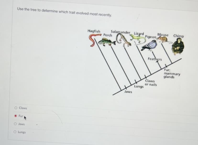 Use the tree to determine which trait evolved most recently.
Salamander Lizard
Perch
Mouse Chimp
Pigeon
Hagfish
Feathers
Fur;
mammary
glands
Claws
or nails
Lungs
Jaws
O Claws
Fur
O Jaws
O Lungs
