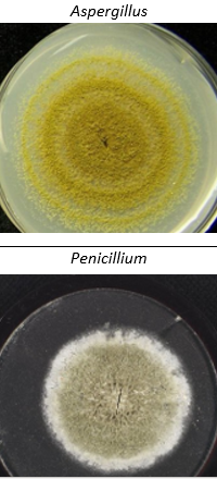 Aspergillus
Penicillium
