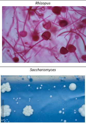 Rhizopus
Saccharomyces
