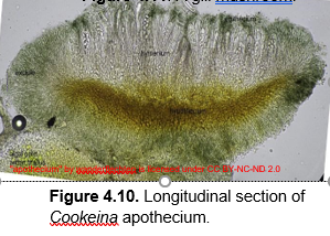 eay-NC-ND 2.0
Figure 4.10. Longitudinal section of
Cookeina apothecium.

