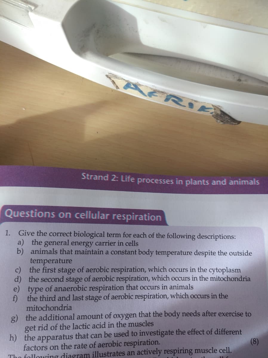 MERE
KFRI
Strand 2: Life processes in plants and animals
Questions on cellular respiration
1. Give the correct biological term for each of the following descriptions:
a) the general energy carrier in cells
b) animals that maintain a constant body temperature despite the outside
temperature
c) the first stage of aerobic respiration, which occurs in the cytoplasm
d) the second stage of aerobic respiration, which occurs in the mitochondria
e) type of anaerobic respiration that occurs in animals
f) the third and last stage of aerobic respiration, which occurs in the
mitochondria
g) the additional amount of oxygen that the body needs after exercise to
get rid of the lactic acid in the muscles
h) the apparatus that can be used to investigate the effect of different
factors on the rate of aerobic respiration.
Tho following diagram illustrates an actively respiring muscle cell.
