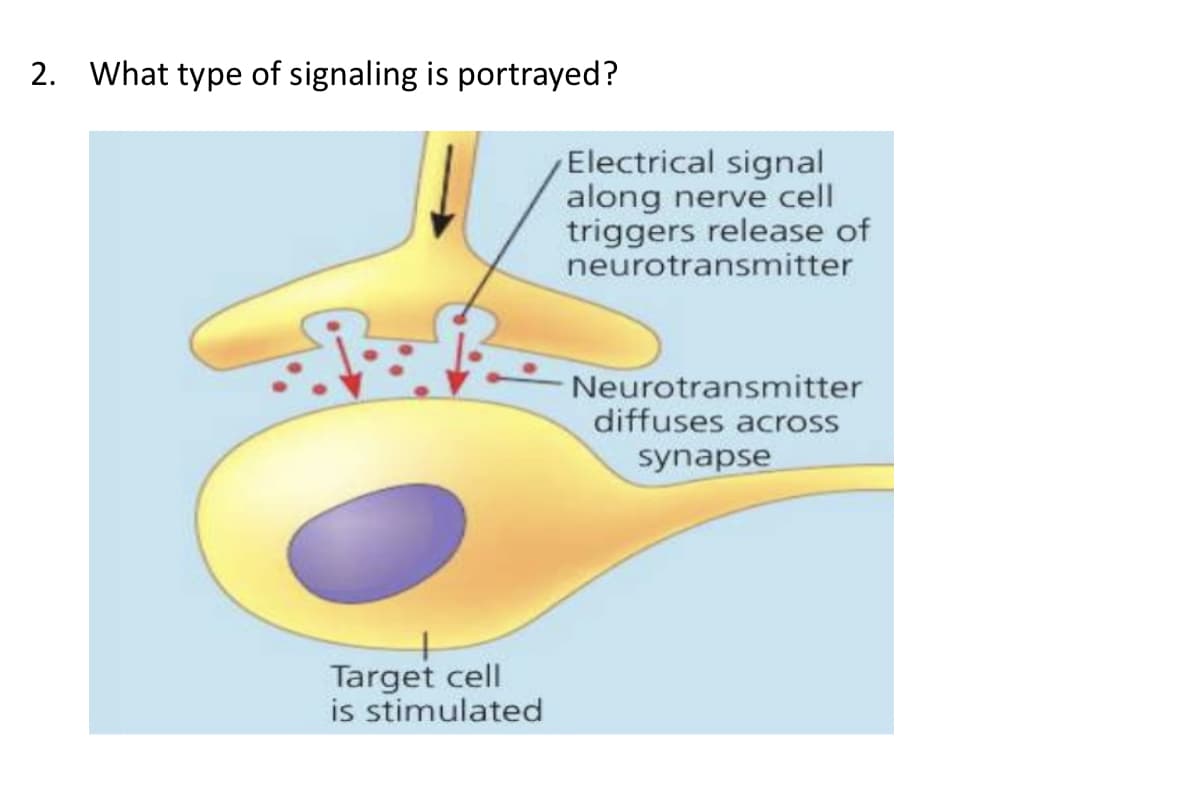 2. What type of signaling is portrayed?
Electrical signal
along nerve cell
triggers release of
neurotransmitter
Neurotransmitter
diffuses across
synapse
Target cell
is stimulated
