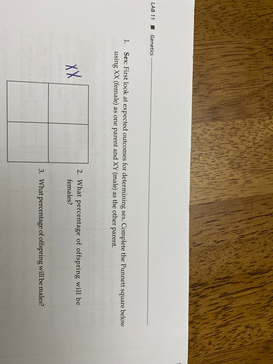 LAB 11 I Genetics
1.
Sex: First look at expected outcomes for determining sex. Complete the Punnett square below
using XX (female) as one parent and XY (male) as the other parent.
2. What percentage of offspring will be
XX
females?
3. What percentage of offspring will be males?
