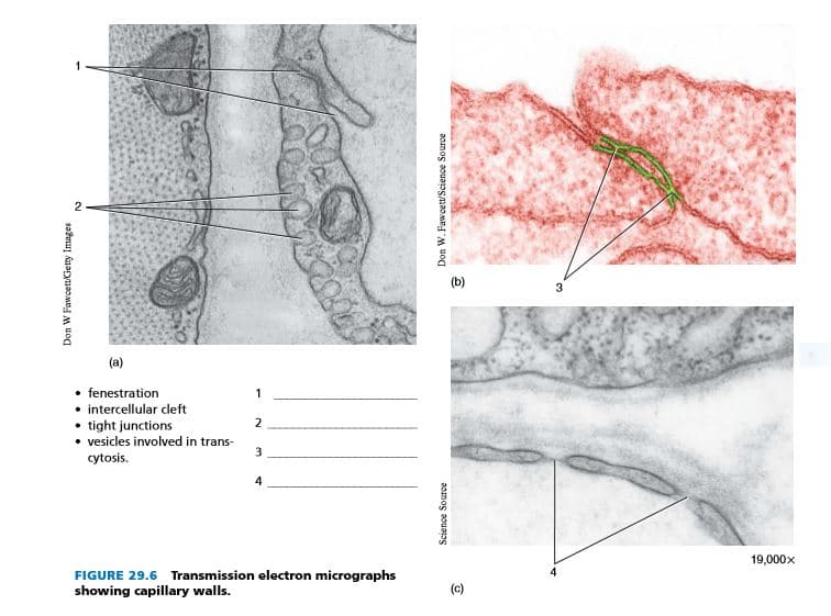 2
Don W Fawcett/Getty Images
(a)
• fenestration
• intercellular cleft
• tight junctions
• vesicles involved in trans-
3
cytosis.
4
FIGURE 29.6 Transmission electron micrographs
showing capillary walls.
1
2
Don W. Fawcett/Science Source
Science Source
(b)
(c)
19,000x