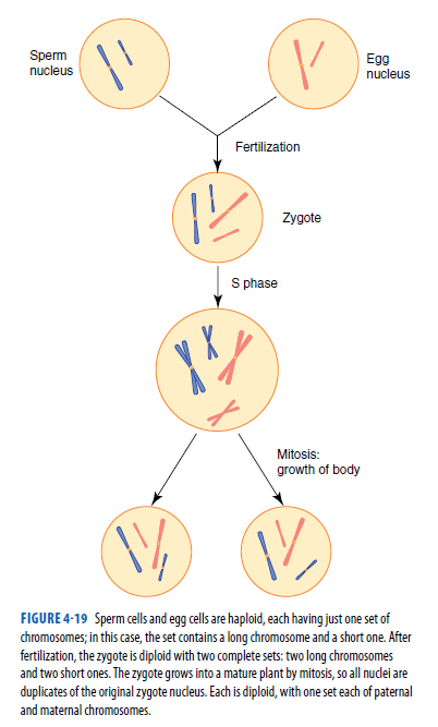 Sperm
nucleus
Egg
nucleus
Fertilization
Zygote
S phase
Mitosis:
growth of body
FIGURE 4-19 Sperm cells and egg cells are haploid, each having just one set of
chromosomes; in this case, the set contains a long chromosome and a short one. After
fertilization, the zygote is diploid with two complete sets: two long chromosomes
and two short ones. The zygote grows into a mature plant by mitosis, so all nuclei are
duplicates of the original zygote nucleus. Each is diploid, with one set each of paternal
and maternal chromosomes.
