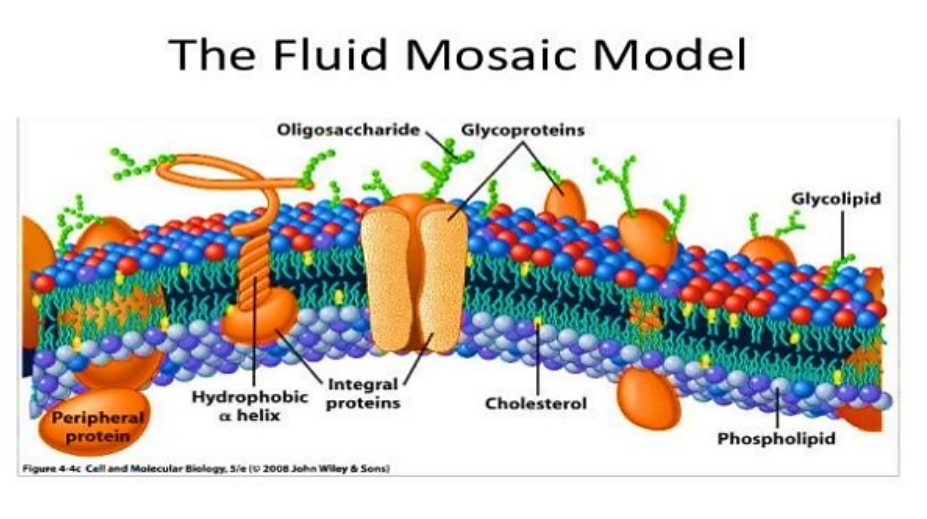 The Fluid Mosaic Model
Oligosaccharide.
Glycoproteins
Glycolipid
Integral
Hydrophobic proteins
a helix
Cholesterol
Peripheral
protein
Phospholipid
Figure 44 Cell and Molecular Biology. Sie (0 2008 John Wiley & Sons)
