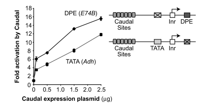 Fold activation by Caudal
18-
16
14
12
08
10
64
DPE (E74B)
TATA (Adh)
-000000-
Caudal
Sites
-000000-
Caudal
Sites
2
0
0 0.5 1.0 1.5 2.0 2.5
Caudal expression plasmid (ug)
Inr DPE
TATA Inr