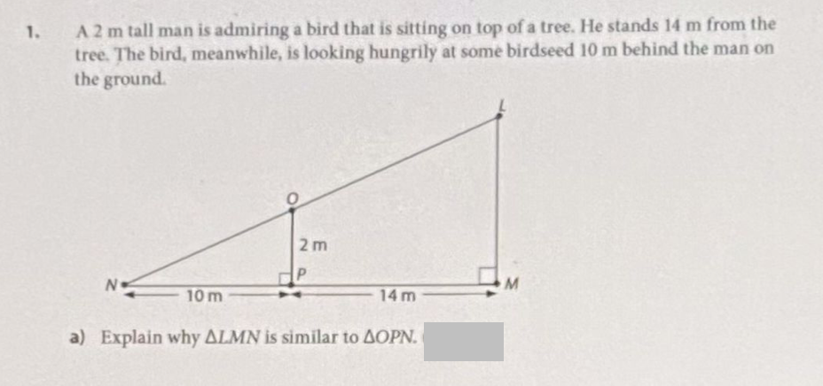 1.
A 2 m tall man is admiring a bird that is sitting on top of a tree. He stands 14 m from the
tree. The bird, meanwhile, is looking hungrily at some birdseed 10 m behind the man on
the ground.
N
10 m
2m
P
14m
a) Explain why ALMN is similar to AOPN.
M