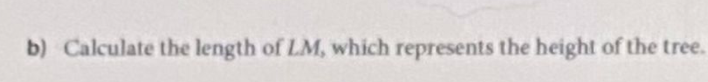 b) Calculate the length of LM, which represents the height of the tree.