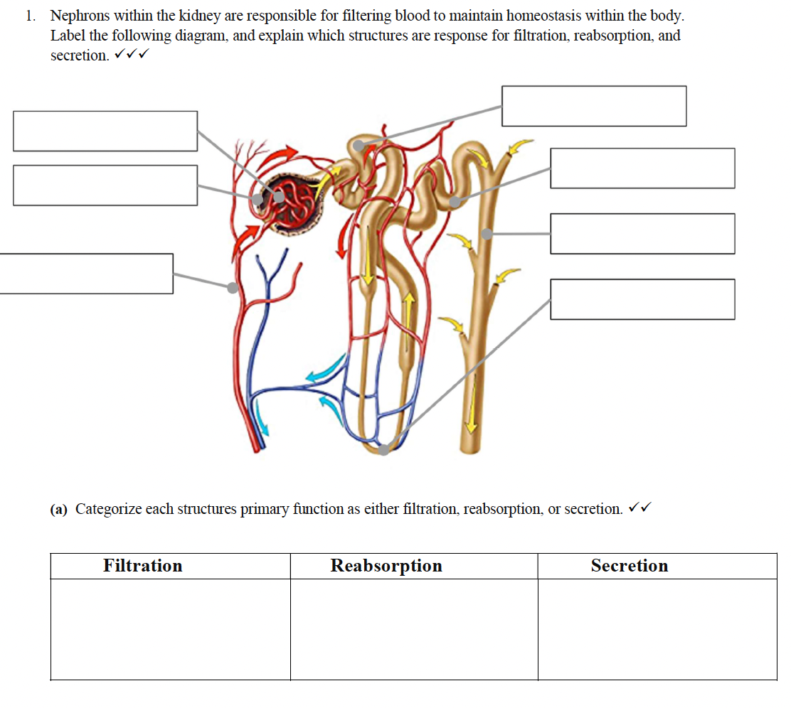 1. Nephrons within the kidney are responsible for filtering blood to maintain homeostasis within the body.
Label the following diagram, and explain which structures are response for filtration, reabsorption, and
secretion. ✓✓✓
(a) Categorize each structures primary function as either filtration, reabsorption, or secretion. ✓✓
Filtration
Reabsorption
Secretion