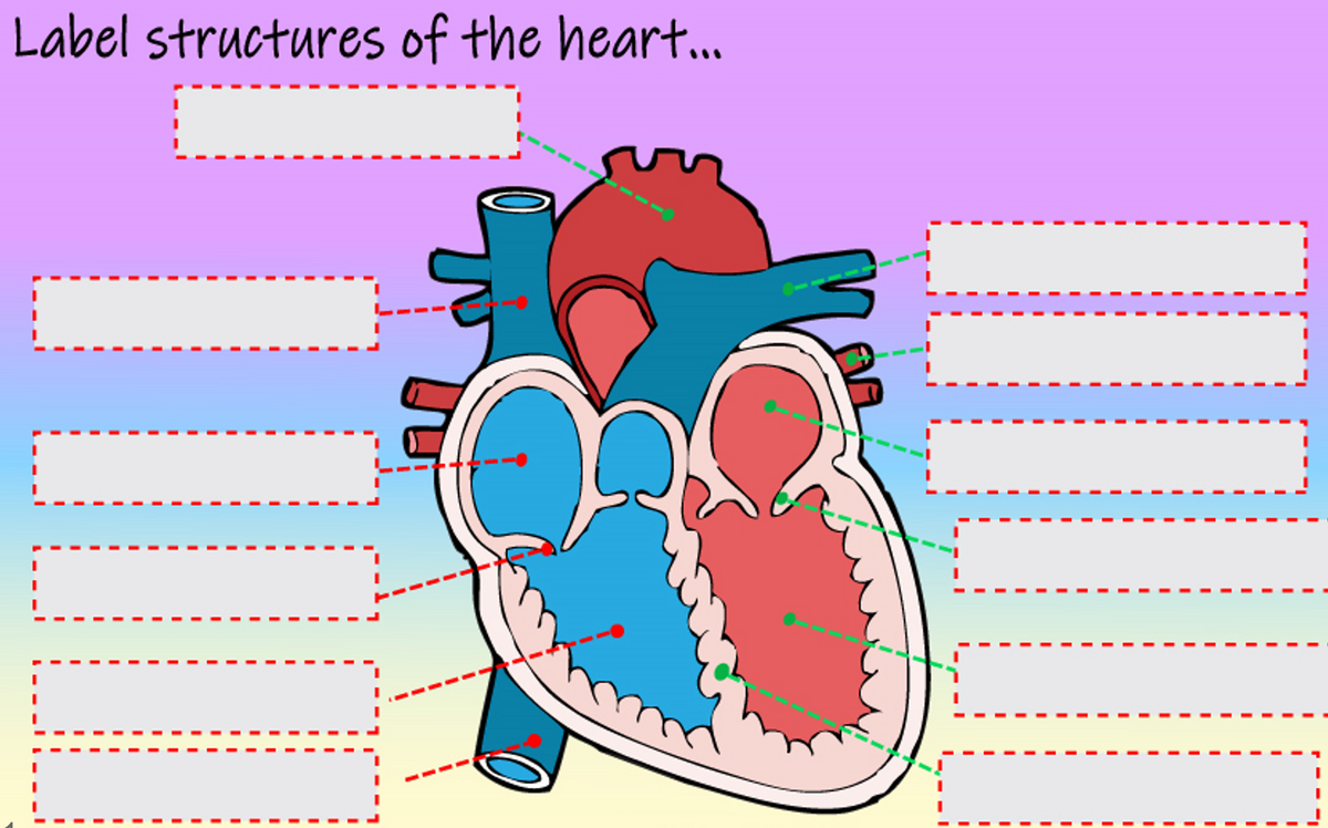 Label structures of the hear..
