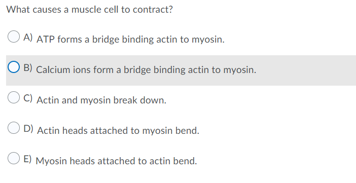 What causes a muscle cell to contract?
A) ATP forms a bridge binding actin to myosin.
B) Calcium ions form a bridge binding actin to myosin.
C) Actin and myosin break down.
D) Actin heads attached to myosin bend.
E) Myosin heads attached to actin bend.
