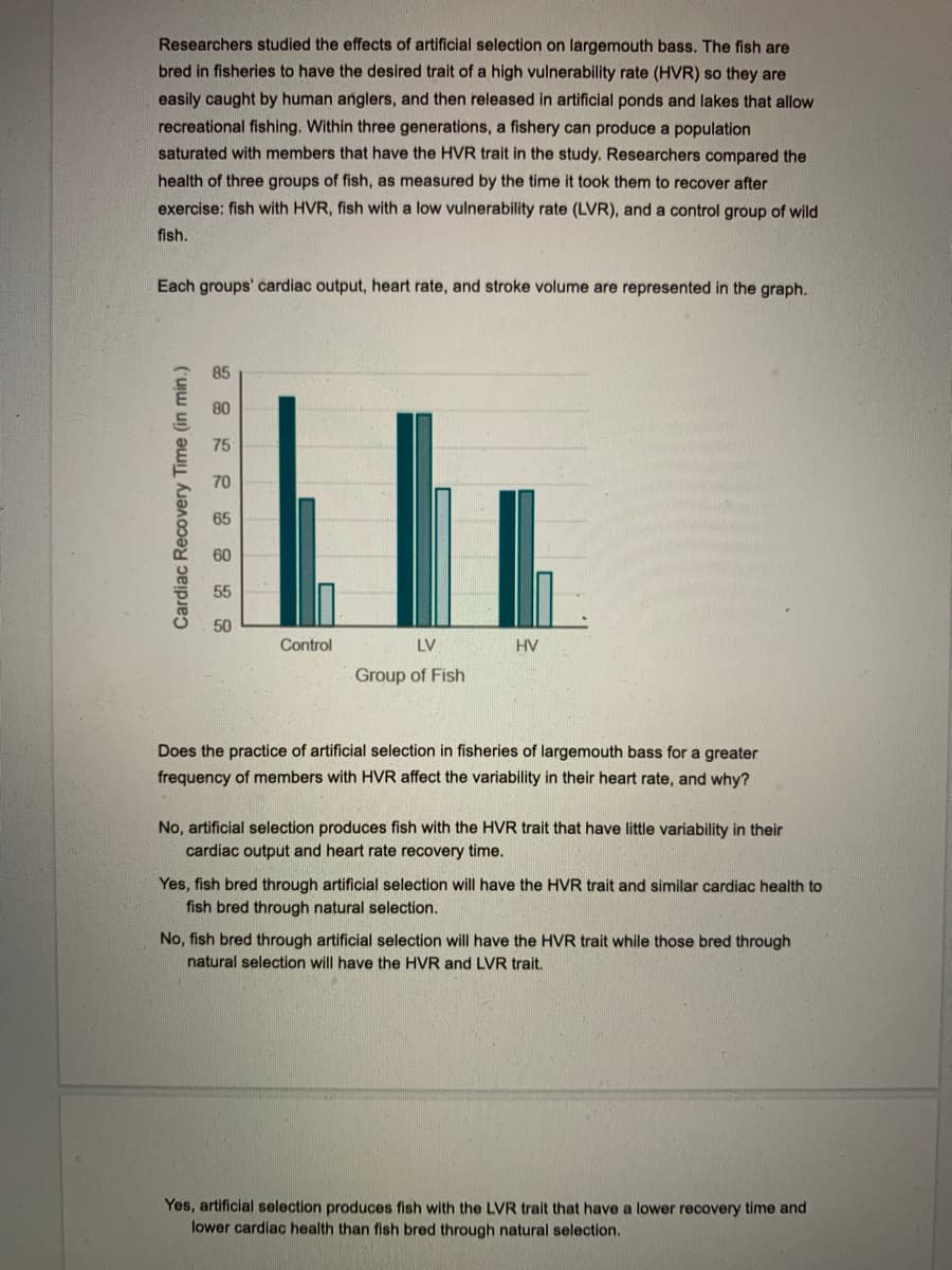 Researchers studied the effects of artificial selection on largemouth bass. The fish are
bred in fisheries to have the desired trait of a high vulnerability rate (HVR) so they are
easily caught by human anglers, and then released in artificial ponds and lakes that allow
recreational fishing. Within three generations, a fishery can produce a population
saturated with members that have the HVR trait in the study. Researchers compared the
health of three groups of fish, as measured by the time it took them to recover after
exercise: fish with HVR, fish with a low vulnerability rate (LVR), and a control group of wild
fish.
Each groups' cardiac output, heart rate, and stroke volume are represented in the graph.
85
80
75
70
65
60
55
50
Control
LV
HV
Group of Fish
Does the practice of artificial selection in fisheries of largemouth bass for a greater
frequency of members with HVR affect the variability in their heart rate, and why?
No, artificial selection produces fish with the HVR trait that have little variability in their
cardiac output and heart rate recovery time.
Yes, fish bred through artificial selection will have the HVR trait and similar cardiac health to
fish bred through natural selection.
No, fish bred through artificial selection will have the HVR trait while those bred through
natural selection will have the HVR and LVR trait.
Yes, artificial selection produces fish with the LVR trait that have a lower recovery time and
lower cardiac health than fish bred through natural selection.
Cardiac Recovery Time (in min.)
