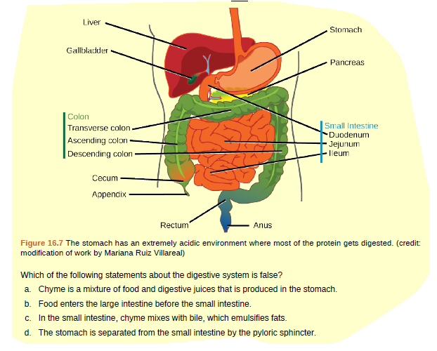 Liver
Stomach
Gallbladder
Pancreas
|Colon
Transverse colon
Ascending colon -
|Small Intestine
Duodenum
Jejunum
Ileum
Descending colon
Cecum
Appencix
Rectum
Anus
Figure 16.7 The stomach has an extremely acidic environment where most of the protein gets digested. (credit:
modification of work by Mariana Ruiz Villareal)
Which of the following statements about the digestive system is false?
a. Chyme is a mixture of food and digestive juices that is produced in the stomach.
b. Food enters the large intestine before the small intestine.
c. In the small intestine, chyme mixes with bile, which emulsifies fats.
d. The stomach is separated from the small intestine by the pyloric sphincter.
