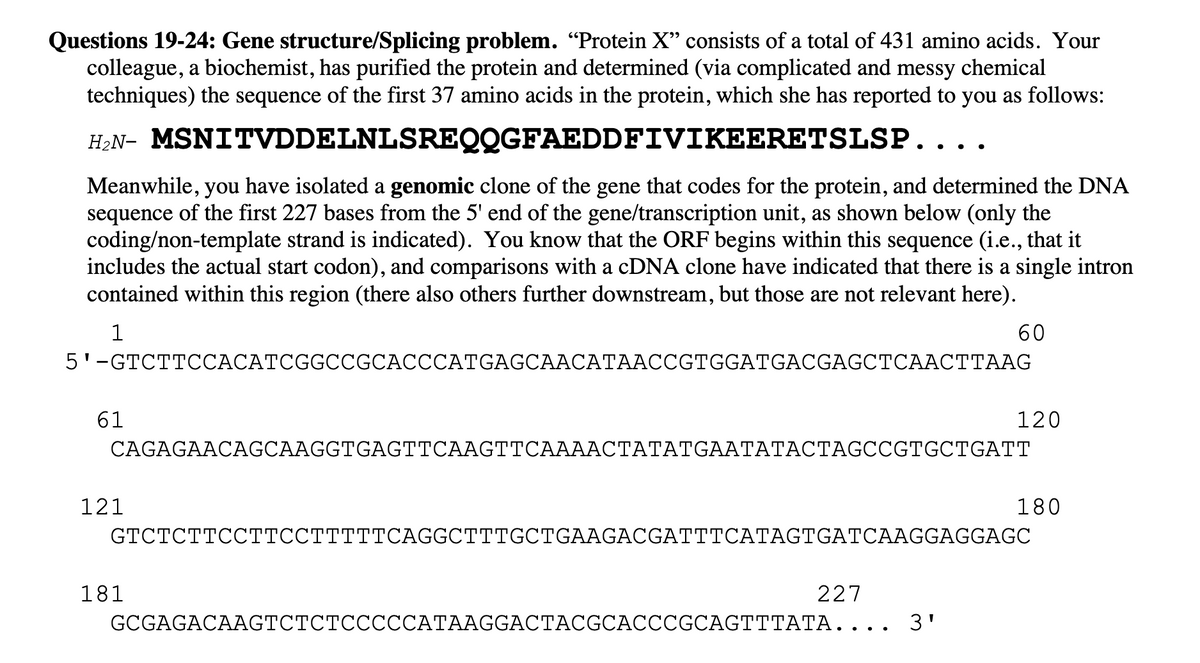 Questions 19-24: Gene structure/Splicing problem. “Protein X" consists of a total of 431 amino acids. Your
colleague, a biochemist, has purified the protein and determined (via complicated and messy chemical
techniques) the sequence of the first 37 amino acids in the protein, which she has reported to you as follows:
H2N- MSNITVDDELNLSREQQGFAEDDFIVIKEERETSLSP...
Meanwhile, you have isolated a genomic clone of the gene that codes for the protein, and determined the DNA
sequence of the first 227 bases from the 5' end of the gene/transcription unit, as shown below (only the
coding/non-template strand is indicated). You know that the ORF begins within this sequence (i.e., that it
includes the actual start codon), and comparisons with a CDNA clone have indicated that there is a single intron
contained within this region (there also others further downstream, but those are not relevant here).
1
60
5'-GTCTTCCACATCGGCCGCACCCATGAGCAACATAACCGTGGATGACGAGCTCAACTTAAG
61
120
CAGAGAACAGCAAGGTGAGTTCAAGTTCAAAACTATATGAATATACTAGCCGTGCTGATT
121
180
GTCTCTTCCTTCCTTTTTCAGGCTTTGCTGAAGACGATTTCATAGTGATCAAGGAGGAGC
181
227
GCGAGACAAGTCTCTCCCCCATAAGGACTACGCACCCGCAGTTTATA.... 3'
