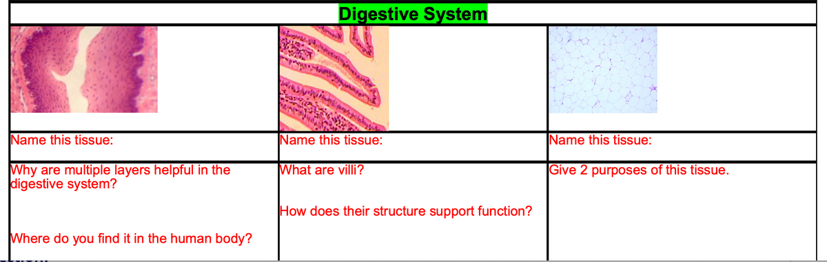 Name this tissue:
Why are multiple layers helpful in the
digestive system?
Where do you find it in the human body?
Digestive System
Name this tissue:
What are villi?
How does their structure support function?
Name this tissue:
Give 2 purposes of this tissue.