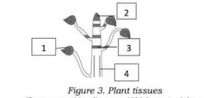 2
1
3
4
Figure 3. Plant tissues
