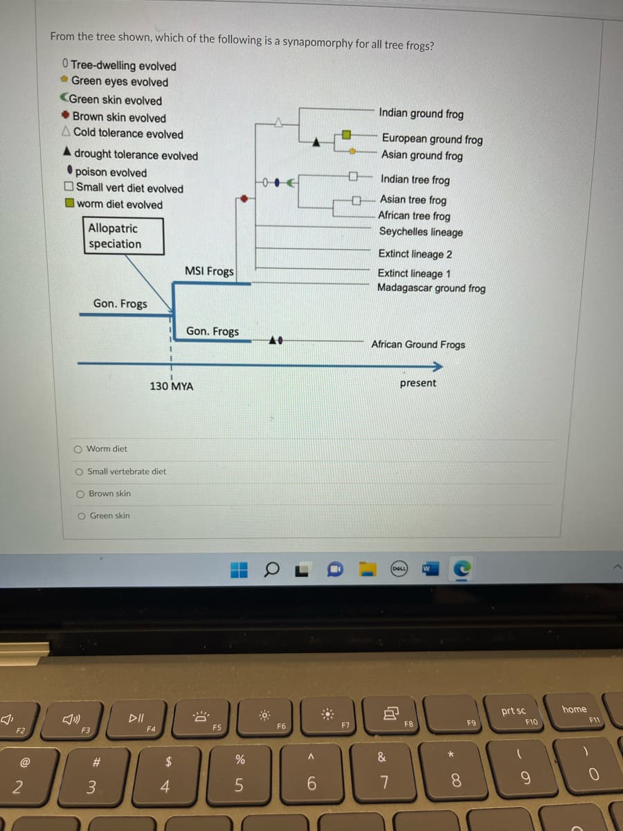 F2
From the tree shown, which of the following is a synapomorphy for all tree frogs?
0 Tree-dwelling evolved
Green eyes evolved
<Green skin evolved
2
Brown skin evolved
A Cold tolerance evolved
A drought tolerance evolved
poison evolved
Small vert diet evolved
worm diet evolved
Allopatric
speciation
Gon. Frogs
O Worm diet
O Small vertebrate diet
O Brown skin
O Green skin
F3
MSI Frogs
130 MYA
F4
Gon. Frogs
馆、
F5
#
$
9988
3
4
%
A
5
F6
J
A
6
O
口
F7
Indian ground frog
European ground frog
Asian ground frog
I'
Indian tree frog
Asian tree frog
African tree frog
Seychelles lineage
Extinct lineage 2
Extinct lineage 1
Madagascar ground frog
African Ground Frogs
&
7
present
F8
*
C
8
F9
prt sc
F10
9
home
F11
0