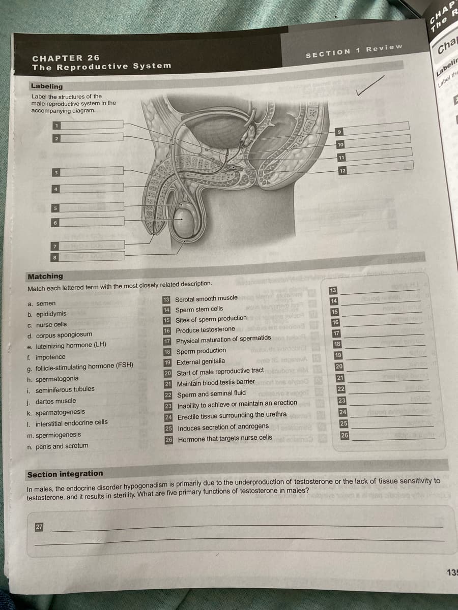 CHAP
CHAPTER 26
The R
The Reproductive System
SECTION 1 Review
Cha
Labeling
Label the structures of the
male reproductive system in the
accompanying diagram.
Labelir
Label the
2.
10
3
11
12
4
5
6
7
8
Matching
Match each lettered term with the most closely related description.
a. semen
13 Scrotal smooth muscle
olanda
slem ml
13
b. epididymis
14 Sperm stem cells
14
touog
C. nurse cells
15 Sites of sperm production te Jeloc
15
no edul
d. corpus spongiosum
16 Produce testosterone
alova r
16
berem
olona
e. luteinizing hormone (LH)
f. impotence
17 Physical maturation of spermatidso
18 Sperm production
19 External genitalia
17
18
g. follicle-stimulating hormone (FSH)
19
h. spermatogonia
i. seminiferous tubules
yeb
20 Start of male reproductive tract
box
21 Maintain blood testis barrier ort bne
20
21
j. dartos muscle
22 Sperm and seminal fluid
22
noholuvo eo
23 Inability to achieve or maintain an erection
k. spermatogenesis
23
I. interstitial endocrine cells
24 Erectile tissue surrounding the urethraee
24
m. spermiogenesis
25 Induces secretion of androgens
deuen ehe-cv
25
n. penis and scrotum
26 Hormone that targets nurse cells
26
Section integration
In males, the endocrine disorder hypogonadism is primarily due to the underproduction of testosterone or the lack of tissue sensitivity to
testosterone, and it results in sterility. What are five primary functions of testosterone in males?
Imotormiveolems al nisg olbohsg
27
135
