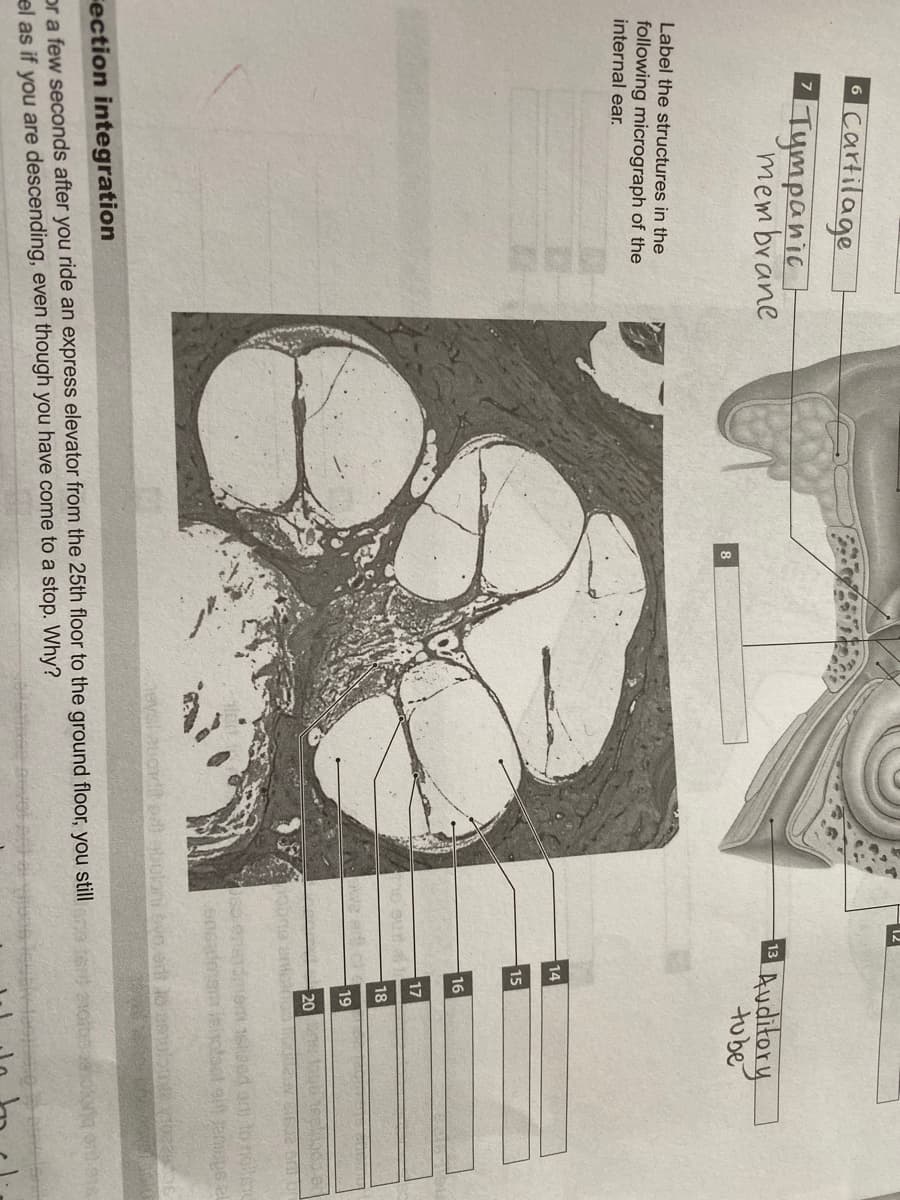 Icartilage
6
Tympanic
mem brane
Auditory
13
tube
8
Label the structures in the
following micrograph of the
internal ear.
14
15
16
17
18
19
20
leiotset ei Janiope
dt edi eboloni bve.ert lo ulon 0
Fection integration
or a few seconds after you ride an express elevator from the 25th floor to the ground floor, you still
el as if you are descending, even though you have come to a stop. Why?
