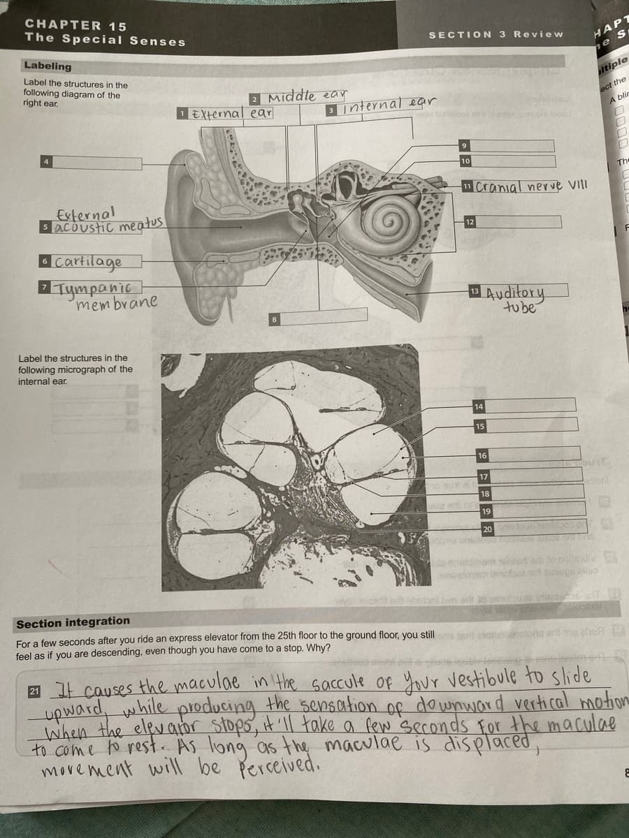 CHAPTER 15
The Special Senses
HAPT
ne s
SECTION 3 Review
Labeling
Label the structures in the
following diagram of the
right ear.
2 Middte ear
itiple
ect the
A blir
1EXternal ear
3Internal ear
10
The
11 Cranial nerve VIlI
External
lacoustic meatus
d Cartilage
Tympanic
membrane
Auditory
tube
Label the structures in the
following micrograph of the
internal ear.
14
15
16
17
e ano
18
soibnl
19
20
1sed adi to nolldiv
ongade lenotaot ait taniope eles
Section integration
For a few seconds after you ride an express elevator from the 25th floor to the ground floor, you still ot og oro
feel as if you are descending, even though you have come to a stop. Why?
a t causes the maculae in the saccule op Your vestibule to slide
upward, while producing the sensation of downward vertical motion
when the elevabr Stops, t'll take a few seconds For the maculae
to come to rest. As long as the maculae is displaced,
move ment will
be Perceived.
