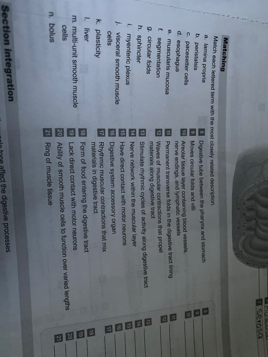 7serosa
Matching
Match each lettered term with the most closely related description.
a. lamina propria
b. peristalsis
8
Digestive tube between the pharynx and stomach
9
Moves circular folds and villi
C. pacesetter cells
10
10 Areolar tissue layer containing blood vessels,
nerve endings, and lymphatic vessels
d. esophagus
e. muscularis mucosa
11
11
Permanent transverse folds in the digestive tract lining
f. segmentation
12
12 Waves of muscular contractions that propel
materials along digestive tract
g. circular folds
13
h. sphincter
13 Stimulate rhythmic cycles of activity along digestive tract
14
i. myenteric plexus
14 Nerve network within the muscular layer
15
j. visceral smooth muscle
15 Have direct contact with motor neurons
16
cells
16 Digestive system accessory organ
17
k. plasticity
17 Rhythmic muscular contractions that mix
materials in digestive tract
1. liver
18
18 Form of food entering the digestive tract
m. multi-unit smooth muscle
19
19 Lack direct contact with motor neurons
cells
20
20 Ability of smooth muscle cells to function over varied lengths
n. bolus
21
21 Ring of muscle tissue
Section integration
affect the digestive processes
