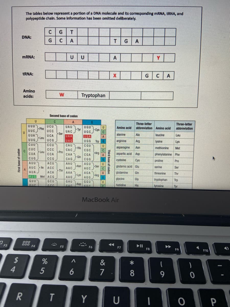 The tables below represent a portion of a DNA molecule and its corresponding MRNA, TRNA, and
polypeptide chaln. Some information has been omitted deliberately.
C
DNA:
C
A
G
MRNA:
U
U
TRNA:
C
A
Amino
acids:
Tryptophan
Second base of codon
U
C
Three-letter
abbreviation Amino acid
Three-letter
UU
UCU
UAU
UGU
UGC
UGA
Phe
Tyr
Cys
U
Amino acid
abbreviation
UAC
Ser
UAA
UAG
UUCJ
UCC
C
UUA
UCA
alanine
Ala
leucine
Leu
A
Leu
UUGS
UCG
UGG
Trp
arginine
Arg
lysine
Lys
CUU
CCU
CAU
His
CAC
CGU
asparagine
Asn
methionine
Met
CUC
Leu
CC
Arg
Pro
CUA
ССА
CAA
CGA
aspartic acid Asp
phenylalanine Phe
-Gin
CUG
CG
CAG
CG
cysteine
Cys
proline
Pro
AUU
AUC lle ACC
ACU
AAU
AGU
U
Asn
glutamic acid Glu
serine
Ser
AAC
AGC
Thr
AUA
ACA
AGA
Arg
glutamine
AAA
A
Gin
threonine
Thr
AUG Met ACG
Lys
AGG
GGU
AAG
glycine
Gly
tryptophan
Trp
GUU
GUC
GCU
GAU
GAC CAsp
histidine
GCC
GGC
His
tyrosine
Tyr
MacBook Air
O0O
O00
F4
F3
II
F8
F5
F6
F7
F9
F10
2$
&
*
4.
7
8
R
Y
P
Third base of codon
5
是 |
First base of codon

