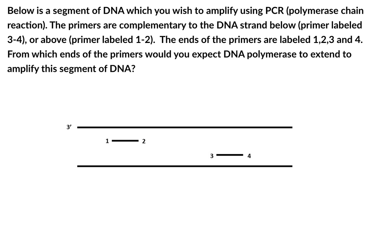 Below is a segment of DNA which you wish to amplify using PCR (polymerase chain
reaction). The primers are complementary to the DNA strand below (primer labeled
3-4), or above (primer labeled 1-2). The ends of the primers are labeled 1,2,3 and 4.
From which ends of the primers would you expect DNA polymerase to extend to
amplify this segment of DNA?
3'
1
2
3
4
