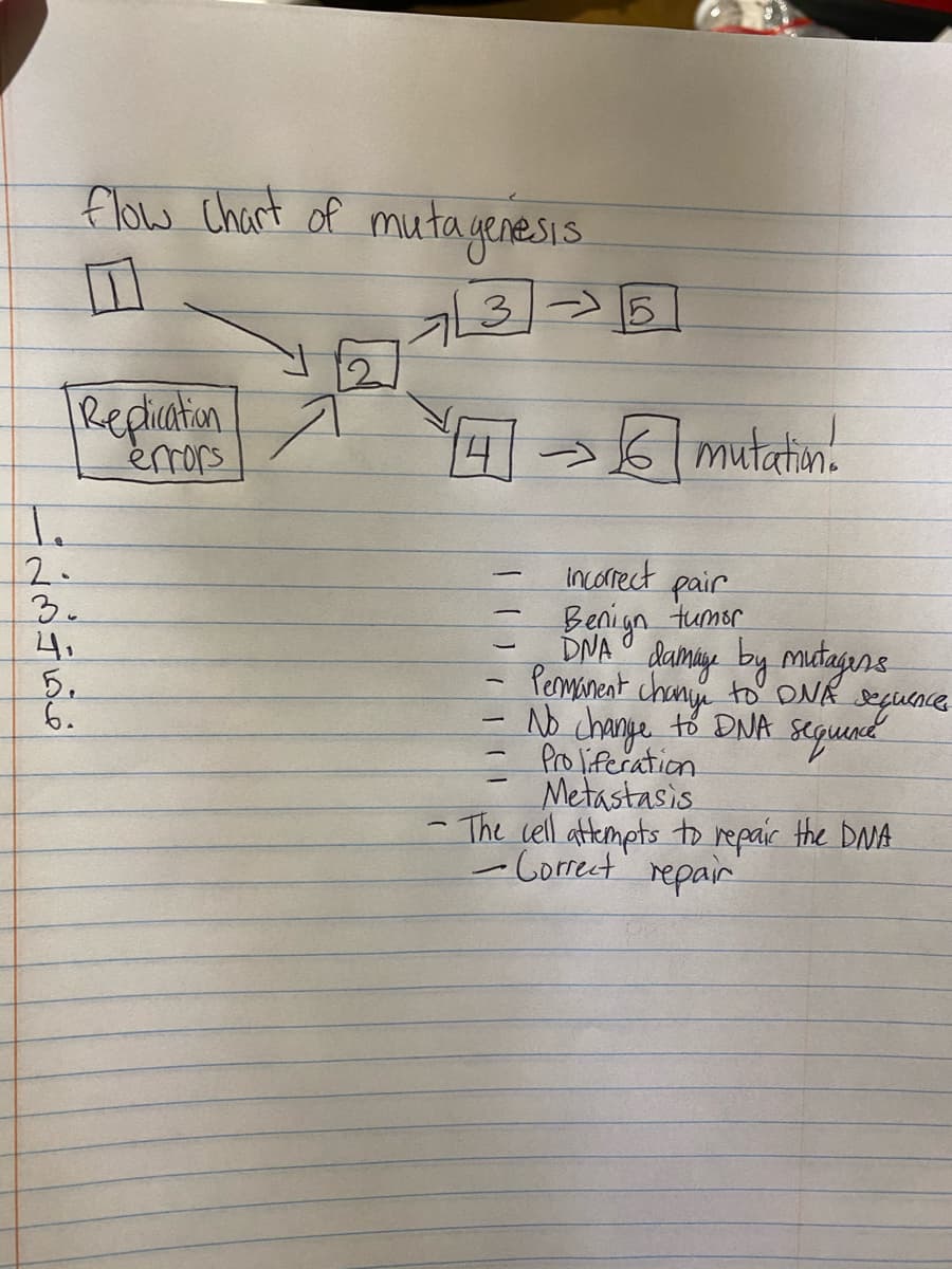 flow Chart of mutagenesis.
325
Repliaton
erors
mutatin.
2.
3.
4.
5.
6.
incorect
pair
Benign tumer
DNA damy by mutagans
Perminent chann to'NR sequence
No change to DNA seqund
- Proliferation
Metastasis
-The cell atempts to repair the DNA
-Correct' repair
