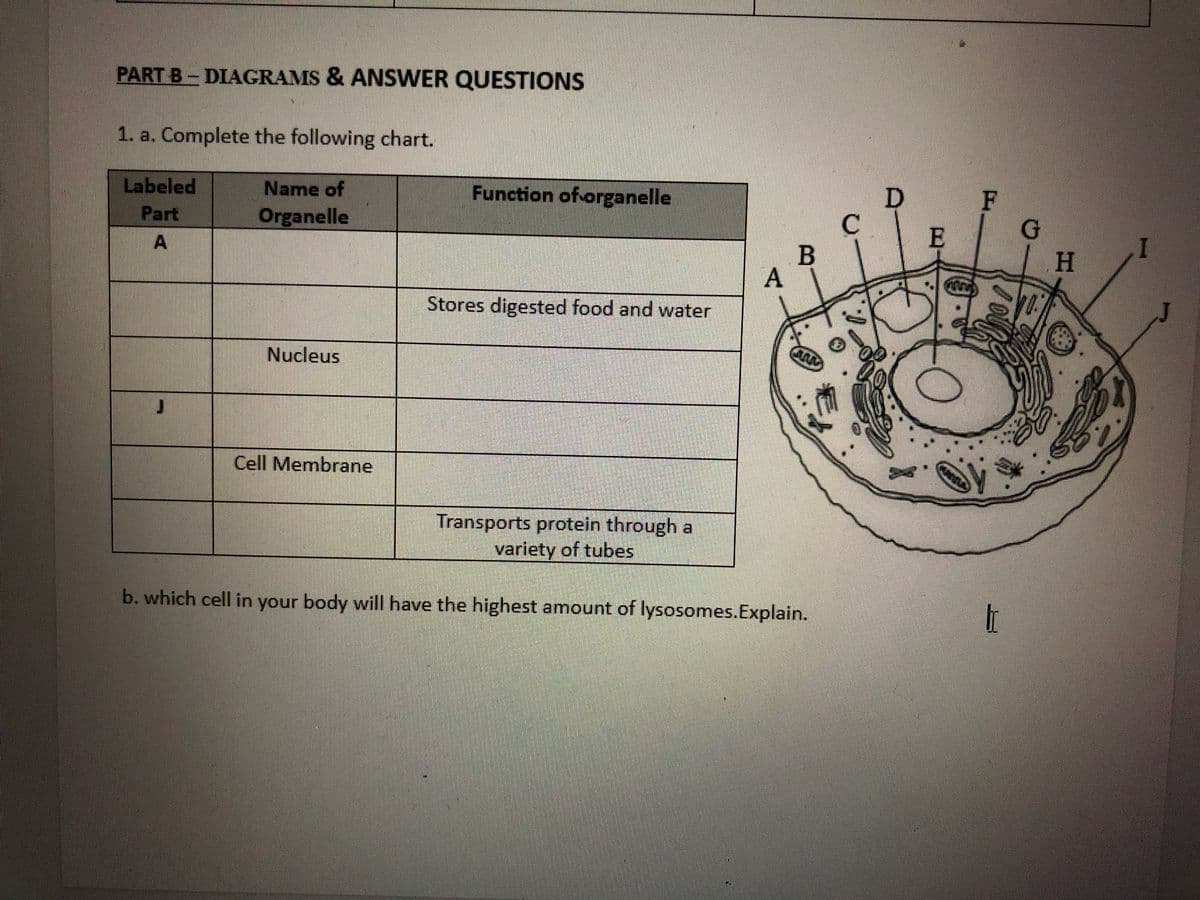 PART B-DIAGRAMS & ANSWER QUESTIONS
1. a. Complete the following chart.
Labeled
Part
A
Name of
Organelle
Nucleus
Cell Membrane
Function of organelle
Stores digested food and water
Transports protein through a
variety of tubes
A
B
w
b. which cell in your body will have the highest amount of lysosomes.Explain.
C
D
D
E
F
ST
IT
G
| H