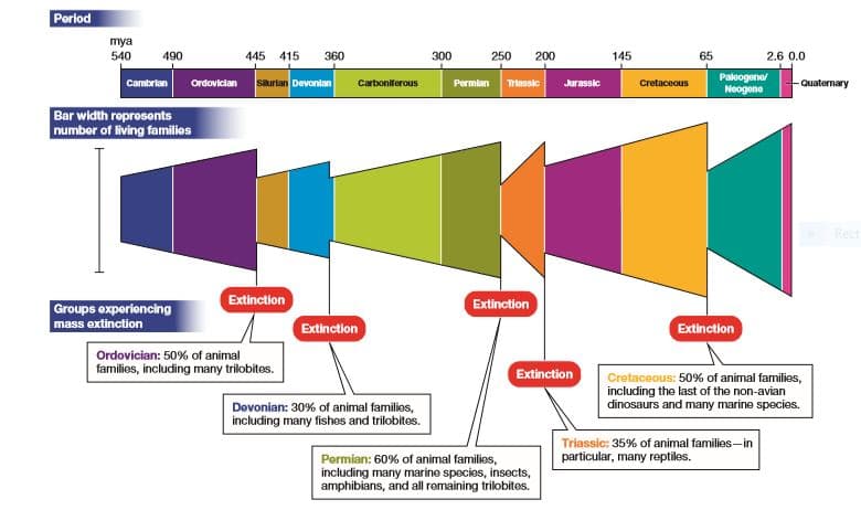 Period
mya
540
490
445
415
360
300
250
200
145
65
2.6 0.0
Paleogene
Neogene
Cambrian
Ordovician
Sikurlan Devonlan
Carboniferous
Permian
Triassic
Jurassic
Cretaceous
Quaternary
Bar width represents
numbor of living families
Extinction
Extinction
Groups experiencing
mass extinction
Extinction
Extinction
Ordovician: 50% of animal
families, including many trilobites.
Extinction
Cretaceous: 50% of animal families,
including the last of the non-avian
dinosaurs and many marine species.
Dovonian: 30% of animal families,
including many fishes and trilobites.
Triassic: 35% of animal families-in
particular, many reptiles.
Permian: 60% of animal families,
including many marine species, insects,
amphibians, and all remaining trilobites.
