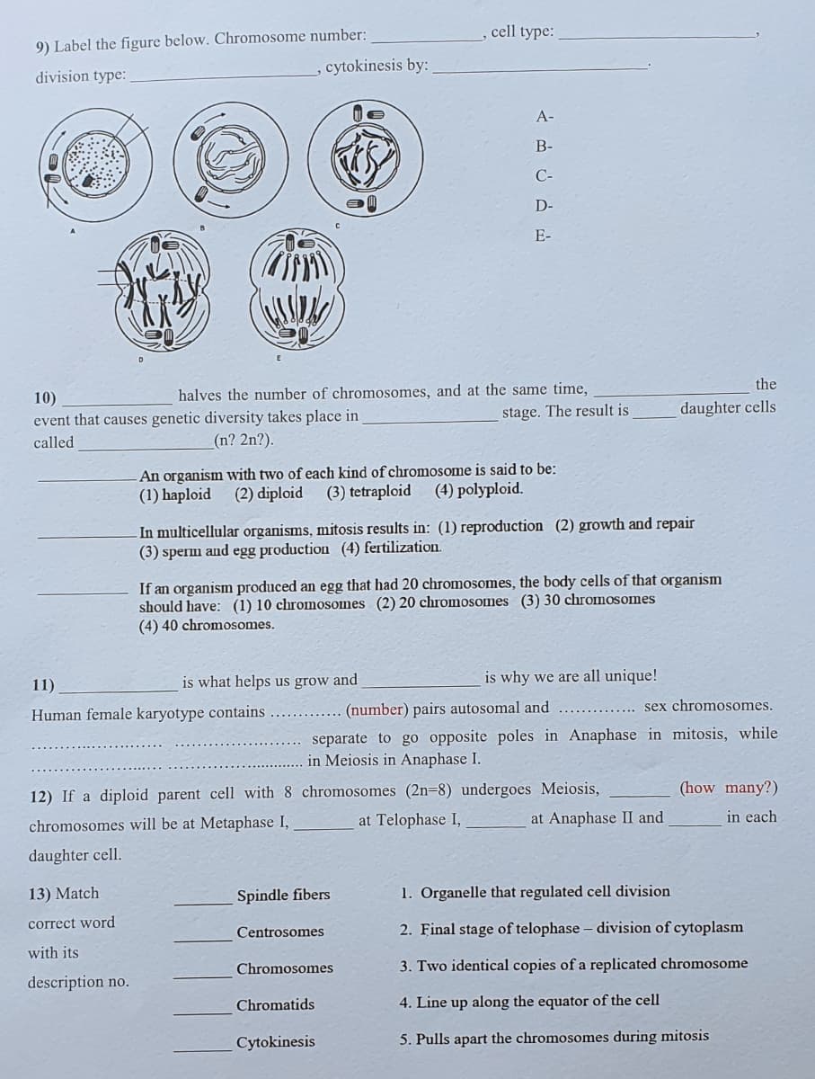 cell type:
9) Label the figure below. Chromosome number:
cytokinesis by:
division type:
А-
В-
С-
D-
E-
the
halves the number of chromosomes, and at the same time,
stage. The result is
10)
daughter cells
event that causes genetic diversity takes place in
called
(n? 2n?).
An organism with two of each kind of chromosome is said to be:
(3) tetraploid
(1) haploid
(2) diploid
(4) polyploid.
In multicellular organisms, mitosis results in: (1) reproduction (2) growth and repair
(3) sperm and egg production (4) fertilization.
If an organism produced an egg that had 20 chromosomes, the body cells of that organism
should have: (1) 10 chromosomes (2) 20 chromosomes (3) 30 chromosomes
(4) 40 chromosomes.
11)
is what helps us grow and
is why we are all unique!
Human female karyotype contains
.... (number) pairs autosomal and
sex chromosomes.
separate to go opposite poles in Anaphase in mitosis, while
in Meiosis in AnaphaseI.
(how many?)
12) If a diploid parent cell with 8 chromosomes (2n=8) undergoes Meiosis,
chromosomes will be at Metaphase I,
at Telophase I,
at Anaphase I and
in each
daughter cell.
13) Match
Spindle fibers
1. Organelle that regulated cell division
correct word
Centrosomes
2. Final stage of telophase – division of cytoplasm
with its
Chromosomes
3. Two identical copies of a replicated chromosome
description no.
Chromatids
4. Line up along the equator of the cell
Cytokinesis
5. Pulls apart the chromosomes during mitosis
