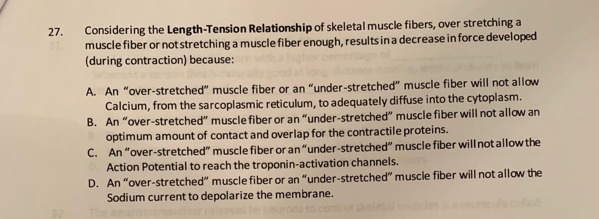 Considering the Length-Tension Relationship of skeletal muscle fibers, over stretching a
muscle fiber or not stretching a muscle fiber enough, results ina decrease in force developed
(during contraction) because:
27.
A. An "over-stretched" muscle fiber or an “under-stretched" muscle fiber will not allow
Calcium, from the sarcoplasmic reticulum, to adequately diffuse into the cytoplasm.
B. An "over-stretched" muscle fiber or an "under-stretched" muscle fiber will not allow an
optimum amount of contact and overlap for the contractile proteins.
C. An "over-stretched" muscle fiber or an“under-stretched" muscle fiber will not allow the
Action Potential to reach the troponin-activation channels.
D. An "over-stretched" muscle fiber or an "under-stretched" muscle fiber will not allow the
Sodium current to depolarize the membrane.
Teurons to
