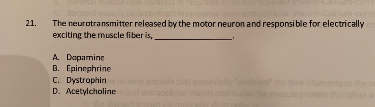 Striated mucle
The neurotransmitter released by the motor neuron and responsible for electrically
exciting the muscle fiber is,
rd-Caicum-cu
21.
A. Dopamine
B. Epinephrine
C. Dystrophinemuscle protoln that esser
D. Acetylcholineand extracelluler matr
the thin-filamensto the ce
scie protein that plays
knownme
