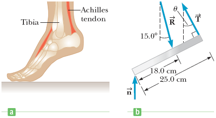 -Achilles
tendon
Tibia
15.0°
18.0 cm
25.0 cm
a
