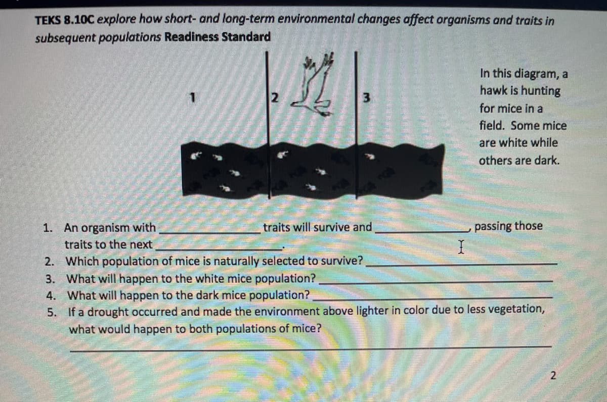 TEKS 8.10C explore how short- and long-term environmental changes affect organisms and traits in
subsequent populations Readiness Standard
In this diagram, a
hawk is hunting
for mice in a
field. Some mice
are white while
others are dark.
1. An organism with
traits will survive and
passing those
traits to the next
2. Which population of mice is naturally selected to survive?
3. What will happen to the white mice population?
4. What will happen to the dark mice population?
5. If a drought occurred and made the environment above lighter in color due to less vegetation,
what would happen to both populations of mice?
2.
