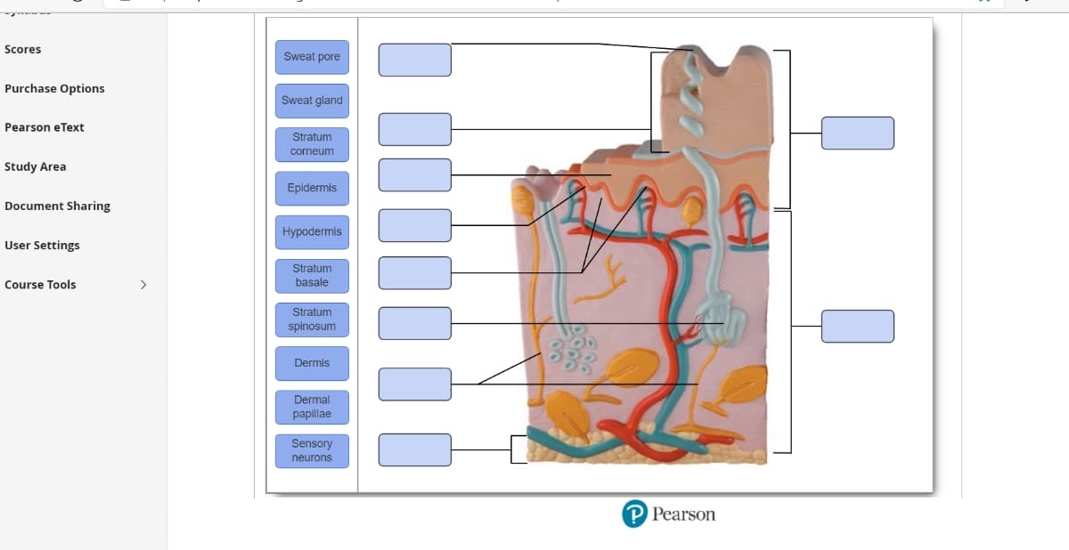 Scores
Sweat pore
Purchase Options
Sweat gland
Pearson eText
Stratum
corneum
Study Area
Epidermis
Document Sharing
Hypodermis
User Settings
Stratum
Course Tools
>
basale
Stratum
spinosum
Dermis
Dermal
papillae
Sensory
neurons
P Pearson
